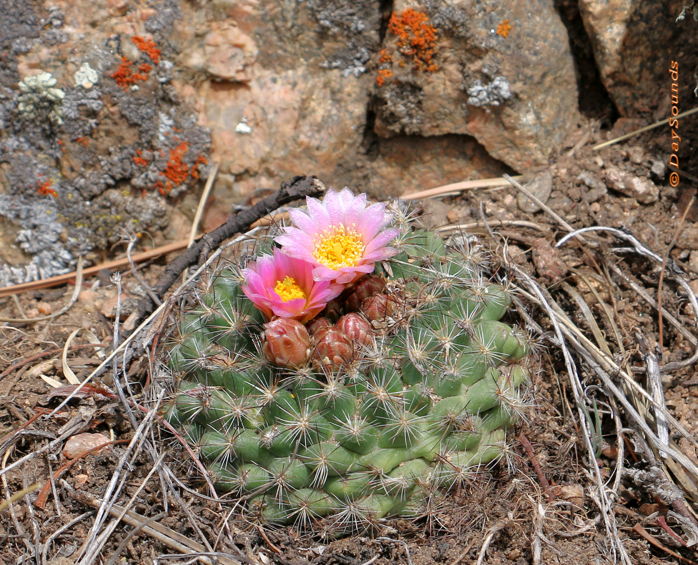 Flowers in Spines